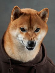Casual Shiba Inu dog in a hoodie, studio shot. This friendly pet gives a gentle look, comfortably dressed in a brown sweatshirt