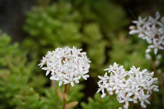Sedum album white flowers of a white stonecrop in front of a blurred green background