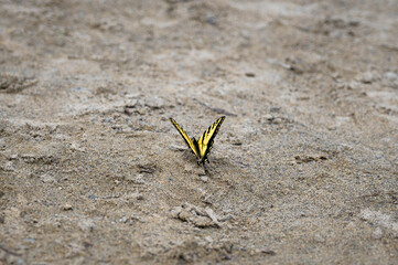 butterfly on the sand