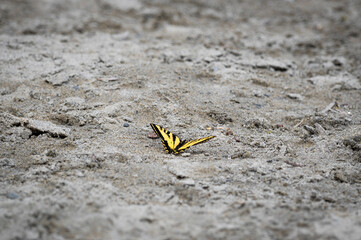 butterfly on the sand