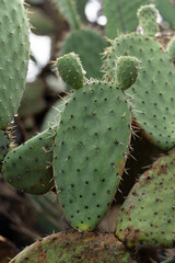 cactus with ear-shaped prickly pears on a hill, surrounded by nature with a large blue sky in the background which has majestic clouds