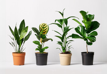 Obraz premium Various potted houseplants in different pots on a white background.