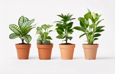 Obraz premium Various potted houseplants in different pots on a white background.