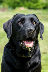 Close up portrait of a pedigree Black Labrador