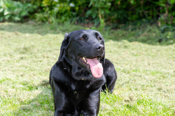 Portrait of a pedigree black Labrador laying down on the grass
