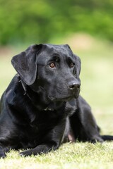 Portrait of a pedigree black Labrador laying down on the grass
