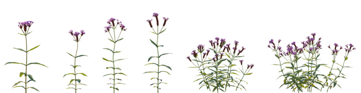 Set of frontal Verbena rigida (known as slender vervain or tuberous vervain) isolated png on a transparent background perfectly cutout high resolution