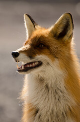 A portrait of a red fox