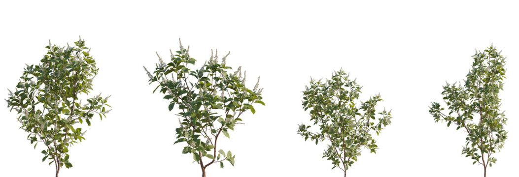 Clethra alnifolia (the coastal sweetpepperbush or summer sweet) frontal set blooming trees medium isolated png on a transparent background perfectly cutout