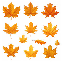 Collection of Vibrant Autumn Maple Leaves Isolated on White Background
