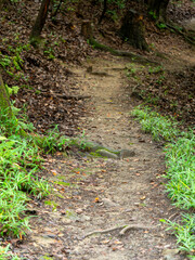 落ち葉が積もる山道の風景