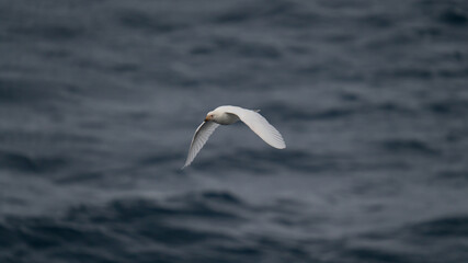 Antarctica Petrel Bird Close Up Bird in Flight Over Ocean.
