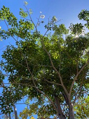 tree and sky