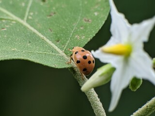 Epilachna borealis on a leaf