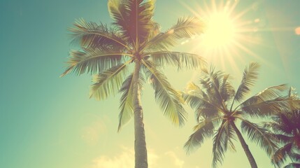 Obraz premium This photograph highlights tropical palm trees with the sun dramatically breaking through their leaves, casting a warm glow and shadows, under a soft blue sky.