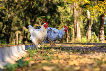Two chickens walking on a path in a park