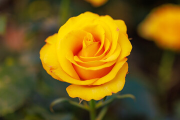 A yellow rose is the main focus of the image