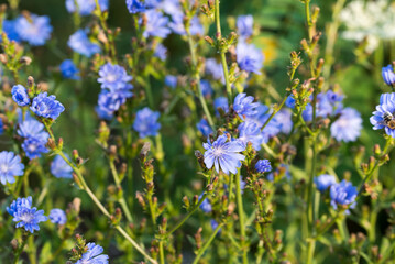 Fototapeta premium Common chicory, .Cichorium intybus blue flowers closeup selective focus
