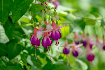 Fuchsien