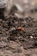 ant digging its anthill on the hill