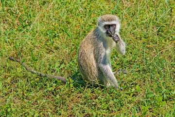 Vervet Monkey Feeding on Grass in the Serengeti