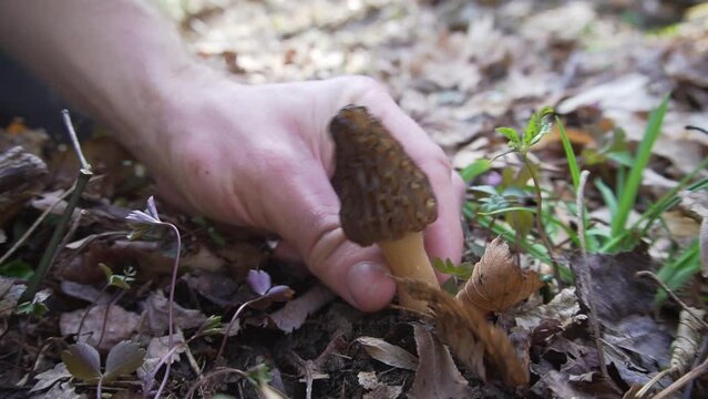 Foraging Morel Mushrooms in the Appalachian Mountains! Bushcraft / Survival Skills