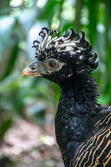 portrait of a peacock