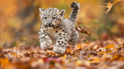 Fototapeta premium A fluffy baby snow leopard cub, spotted fur blending with the autumn leaves, playfully jumping amidst fall colors