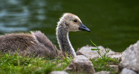 duck in a park
