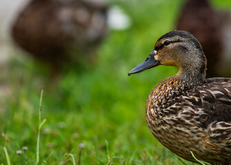 duck on the grass