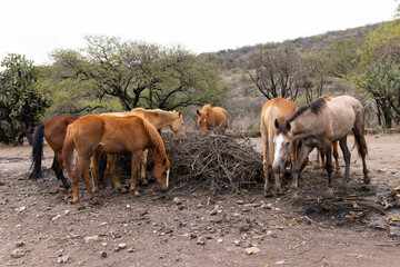 several horses loose on the hill, walking freely, and eating comfortably surrounded by beautiful nature