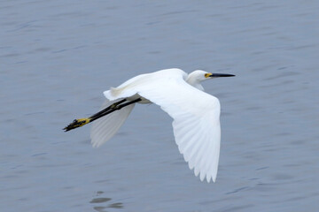 A elegância e a beleza da garça-branca-grande dando a sua graça no canal de Ponta Negra - Maricá - RJ 