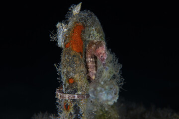 Amazing seahorse from Cyprus, Mediterranean Sea © Sakis Lazarides