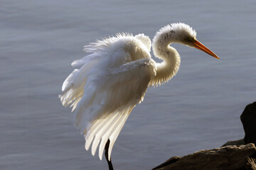 A elegância e a beleza da garça-branca-grande dando a sua graça no canal de Ponta Negra - Maricá - RJ 