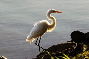 A elegância e a beleza da garça-branca-grande dando a sua graça no canal de Ponta Negra - Maricá - RJ 
