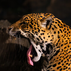 Panther