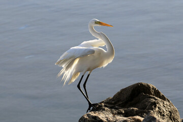 A elegância e a beleza da garça-branca-grande dando a sua graça no canal de Ponta Negra - Maricá - RJ 