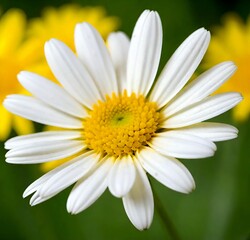 Naklejka premium daisy flower closeup, isolated, plant, summer, spring, camomile, chamomile, yellow, blossom, macro, beauty, bloom