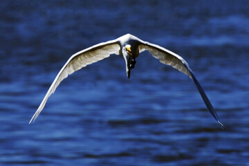 A elegância e a beleza da garça-branca-grande dando a sua graça no canal de Ponta Negra -...