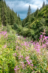 Fototapeta premium Alpine meadow in the mountains of Austria. Beautiful mountain landscape with flowers. Blooming alpine meadow in the mountains 
