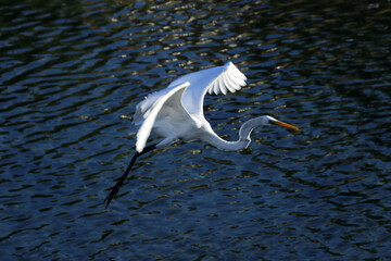 A elegância e a beleza da garça-branca-grande dando a sua graça no canal de Ponta Negra - Maricá - RJ 