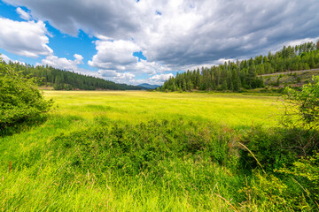 Summer view of the historic Cougar Gulch valley wetland region, one of the earliest known settler...