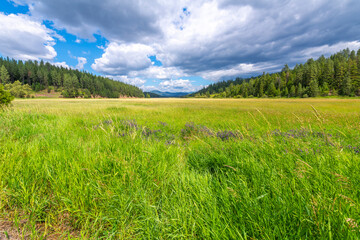 Summer view of the historic Cougar Gulch valley wetland region, one of the earliest known settler areas in the rural mountains of Coeur d'Alene, Idaho.