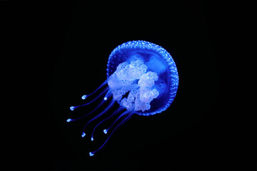 Tropical Jellyfish Phyllorhiza punctata white-spotted jellyfish aka floating bell, Australian spotted jellyfish underwater