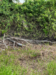grass in the forest