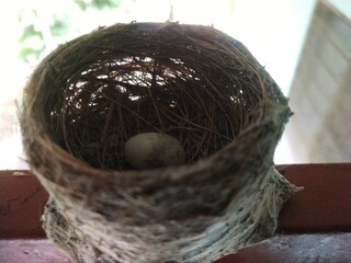 A small malaysian pied fantail (Rhipidura javanica)  bird's  nest with an engg on buiding...