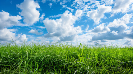 Fototapeta premium Background image of lush grass field under blue sky