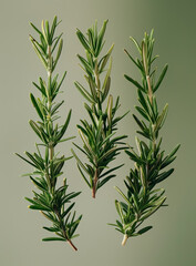 floating rosemary sprigs on solid green background