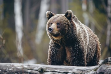 Fototapeta premium A close-up photograph of a brown bear standing on a log in a forest, showcasing its powerful physique and thick fur amid a blurred, natural background