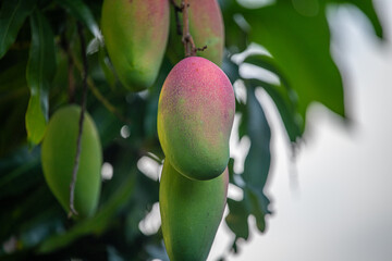 Mangos on the tree
